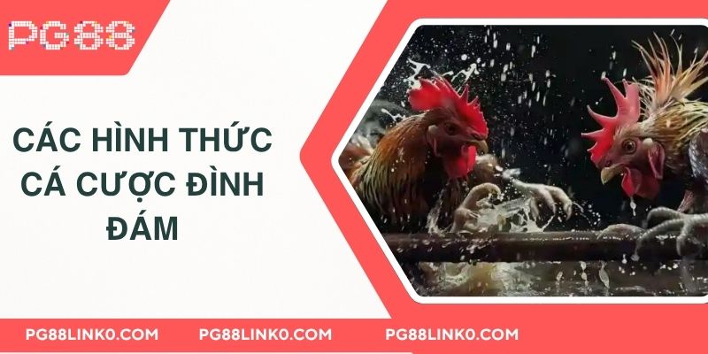 Đá Gà PG88 - Thương Hiệu Cược Hàng Đầu Chân Thực 3 Các hình thức cá cược đình đám