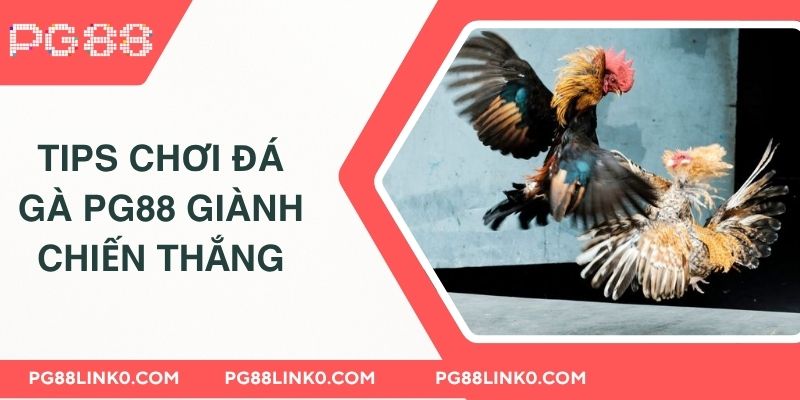 Tips chơi đá gà PG88 giành chiến thắng