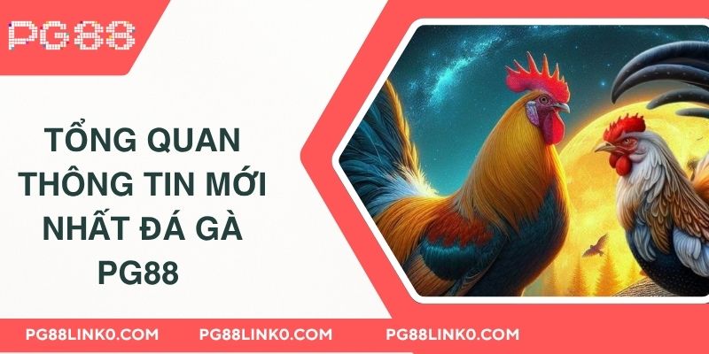 Đá Gà PG88 - Thương Hiệu Cược Hàng Đầu Chân Thực 2 Tổng quan thông tin mới nhất đá gà PG88